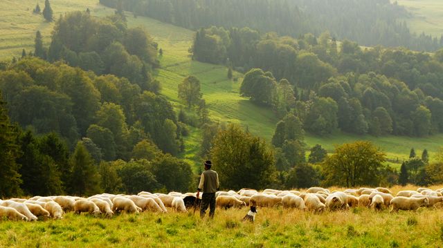 Grassland Grass Landscape Sheep Farmer - Download Free Stock Photos Pikwizard.com