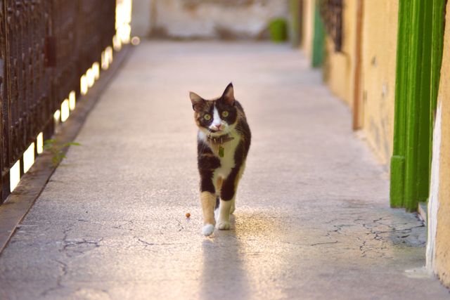 a cat walking down a street - Download Free Stock Photos Pikwizard.com