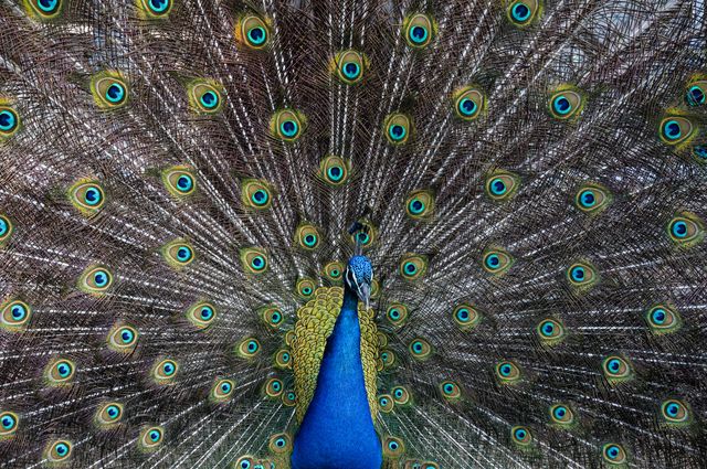 Peacock feathers pattern bird - Download Free Stock Photos Pikwizard.com