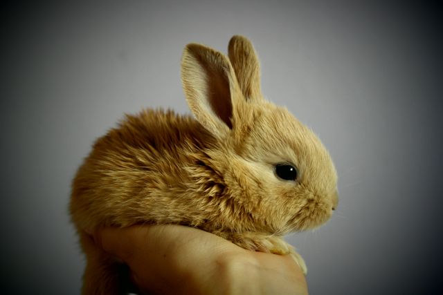 Brown Rabbit - Download Free Stock Photos Pikwizard.com