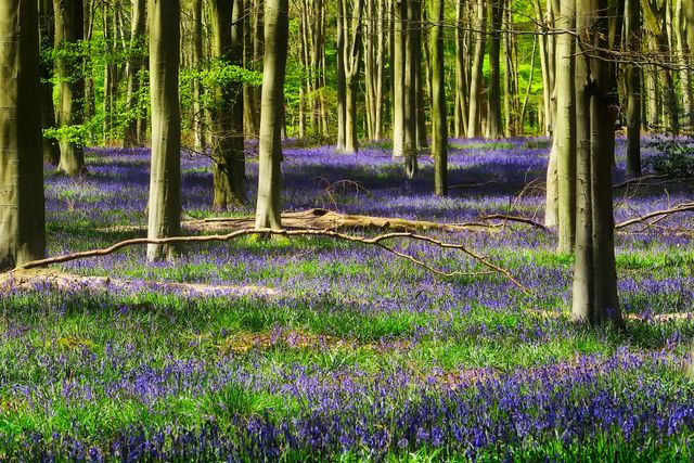 a bluebell forest - Download Free Stock Photos Pikwizard.com