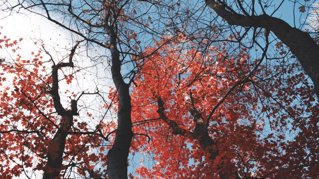 Maple Oak Autumn - Download Free Stock Photos Pikwizard.com