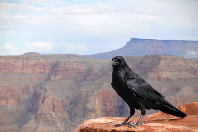 Canyon raven bird stones - Download Free Stock Photos Pikwizard.com