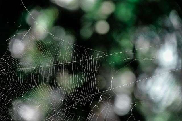 a spider web - Download Free Stock Photos Pikwizard.com