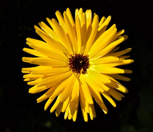 Flower sunflower - Download Free Stock Photos Pikwizard.com