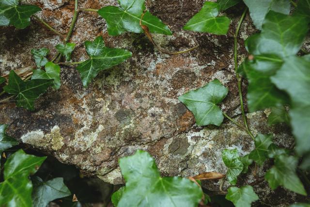 Stone wall with green leaves - Download Free Stock Photos Pikwizard.com