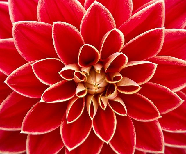 Close Up Photography of Red Petaled Flower - Download Free Stock Photos Pikwizard.com