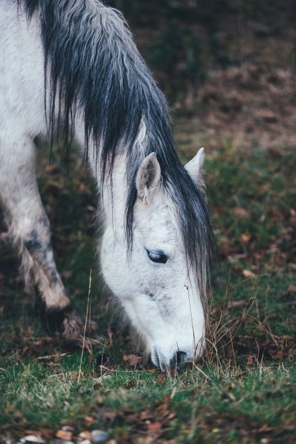 a horse eating grass - Download Free Stock Photos Pikwizard.com