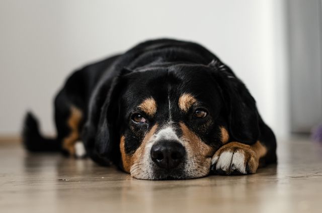 Brown White and Black Dog Lying on Floor - Download Free Stock Photos Pikwizard.com