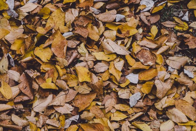a pile of leaves - Download Free Stock Photos Pikwizard.com