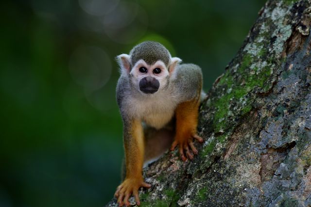 Close-up of Monkey Sitting on Tree - Download Free Stock Photos Pikwizard.com