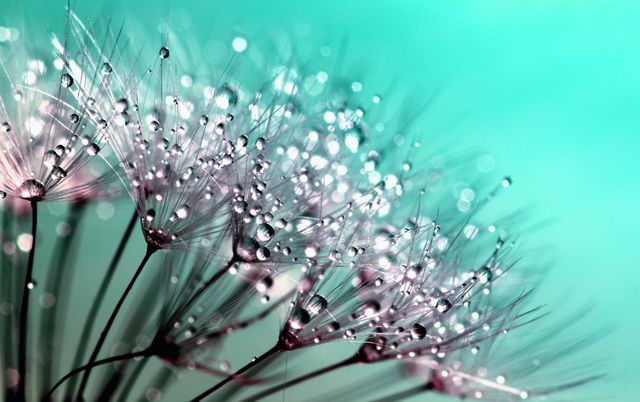 Petaled Flowers With Dew Drops on Close Up Photography - Download Free Stock Photos Pikwizard.com