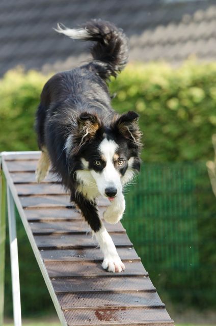 Agility catwalk dog training training - Download Free Stock Photos Pikwizard.com
