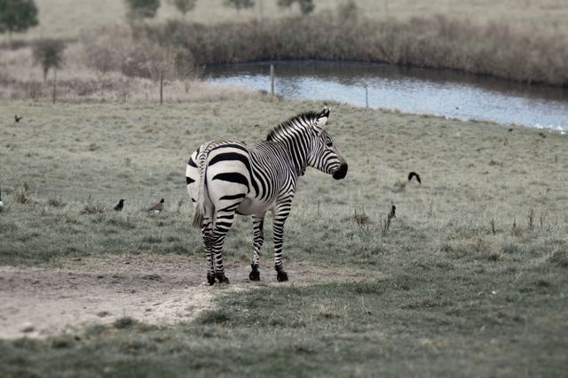 Zebra in Grass - Download Free Stock Photos Pikwizard.com