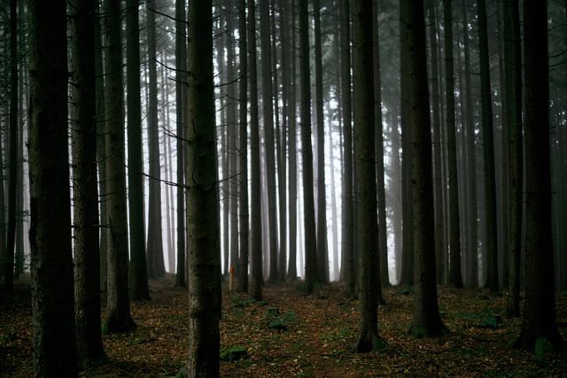 a forest with trees - Download Free Stock Photos Pikwizard.com