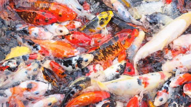 Asian colorful fish japanese - Download Free Stock Photos Pikwizard.com