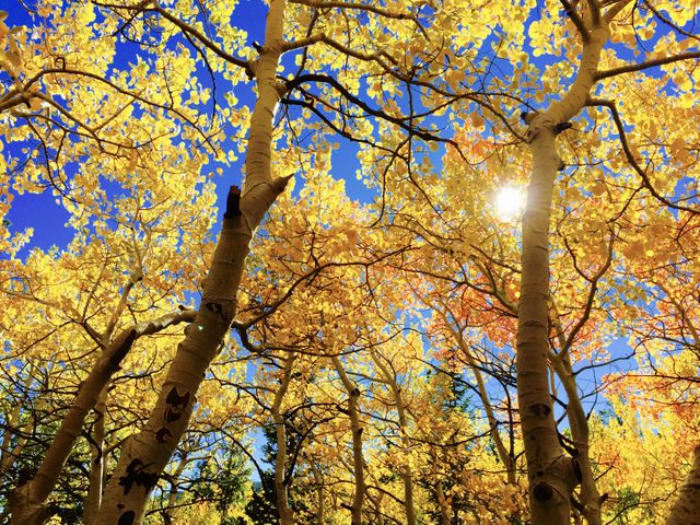 a forest with yellow trees - Download Free Stock Photos Pikwizard.com