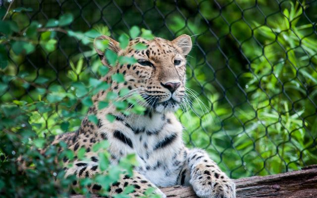 Big cat Leopard Feline - Download Free Stock Photos Pikwizard.com