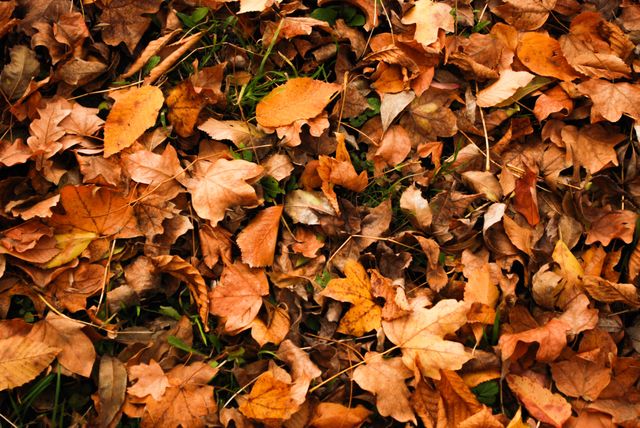 Full frame shot of dry autumn leaves - Download Free Stock Photos Pikwizard.com