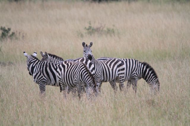Africa kenya safari zebra - Download Free Stock Photos Pikwizard.com