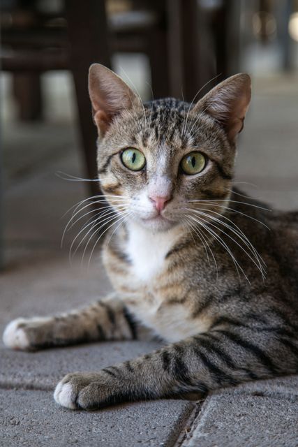 Cat Animal Feline - Download Free Stock Photos Pikwizard.com