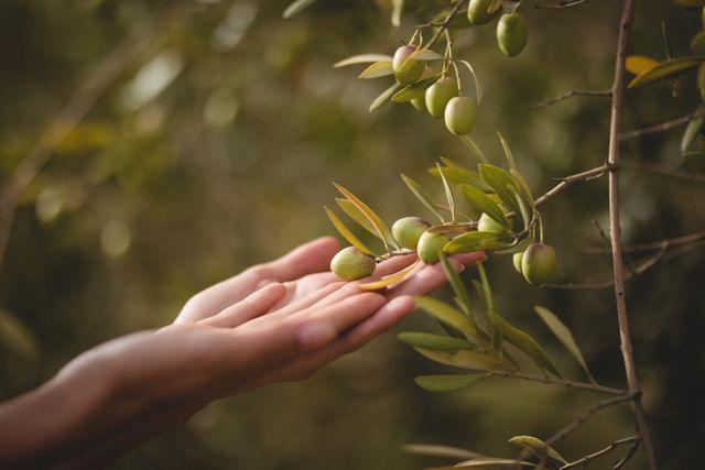 Hands of woman touching olive tree at farm - Download Free Stock Photos Pikwizard.com