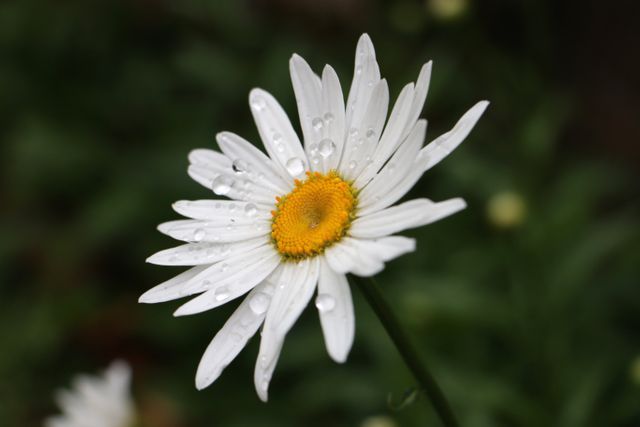 Daisy Flower Blossom - Download Free Stock Photos Pikwizard.com