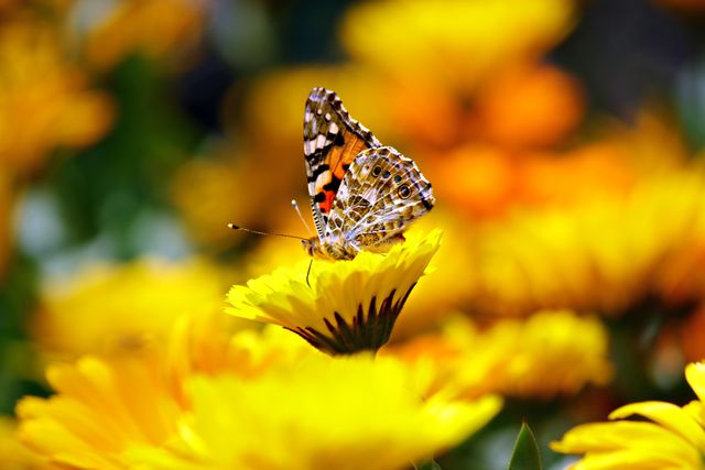Selective Photo Butterfly on Yellow Petaled Flower during Daytime - Download Free Stock Photos Pikwizard.com