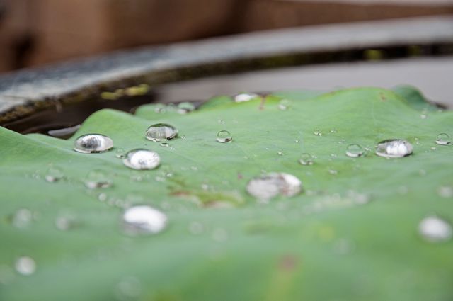 a water droplet on a leaf - Download Free Stock Photos Pikwizard.com