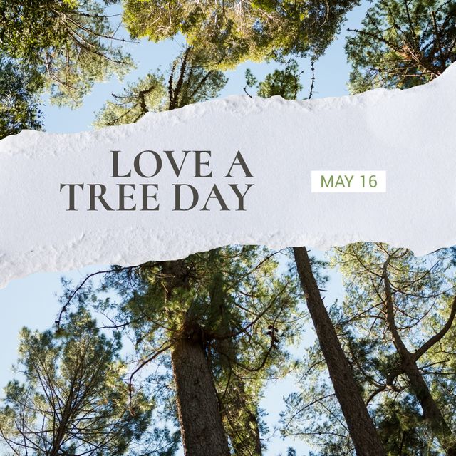 Composition of love a tree day text and forest. Love a tree day, nature and forest concept digitally generated image.