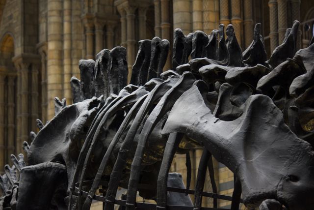 a dinosaur skeleton - Download Free Stock Photos Pikwizard.com
