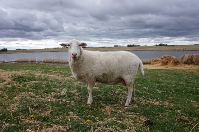 Sheep Ram - Download Free Stock Photos Pikwizard.com