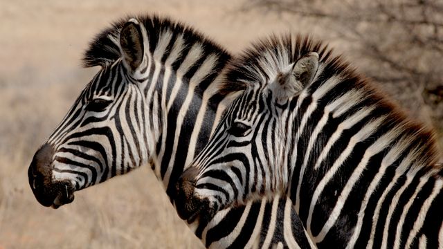 Stripes zebra stripes zebras wild - Download Free Stock Photos Pikwizard.com
