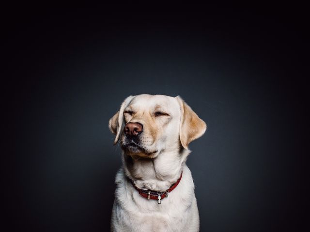 Labrador Dog - Download Free Stock Photos Pikwizard.com
