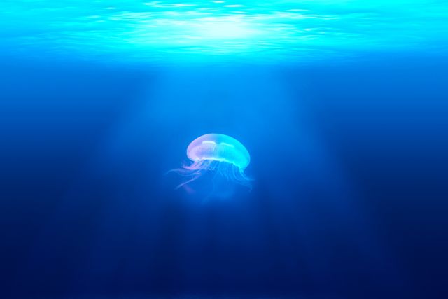 Jellyfish underwater ocean - Download Free Stock Photos Pikwizard.com