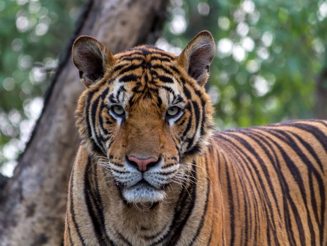Close-up Portrait of Tiger - Download Free Stock Photos Pikwizard.com