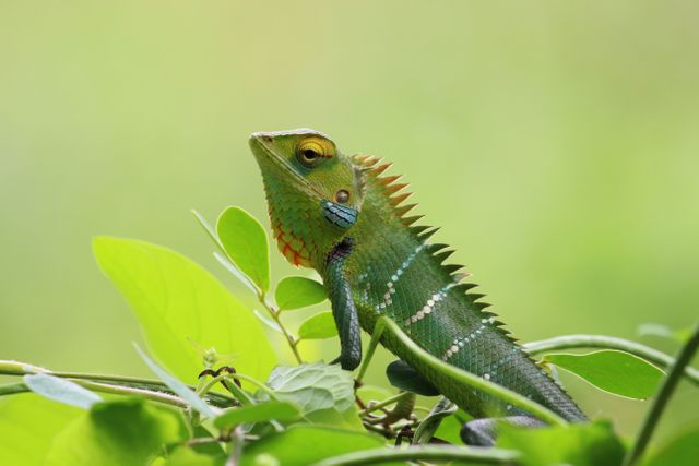 Animal chameleon colorful lizard - Download Free Stock Photos Pikwizard.com