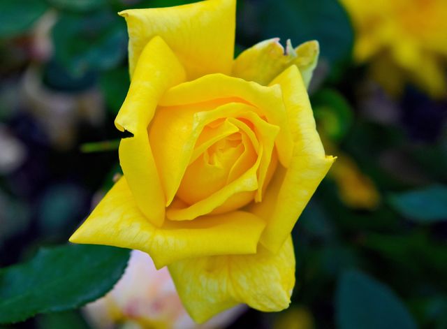 Pale yellow Yellow Rose - Download Free Stock Photos Pikwizard.com