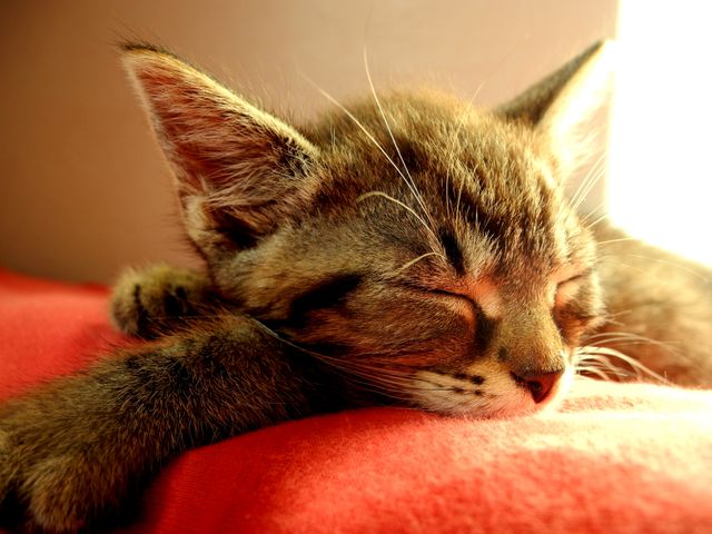 a cat sleeping - Download Free Stock Photos Pikwizard.com