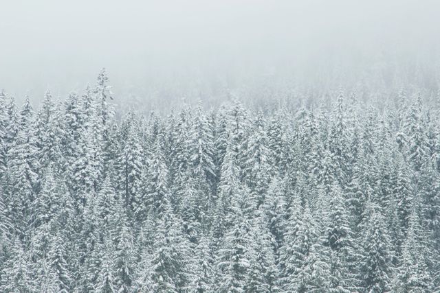 a snowy forest - Download Free Stock Photos Pikwizard.com