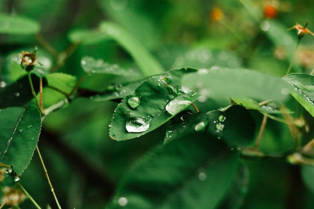 water droplets on leaves - Download Free Stock Photos Pikwizard.com