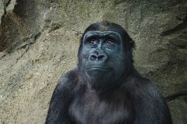 Monkey Ape Gorilla Primate - Download Free Stock Photos Pikwizard.com