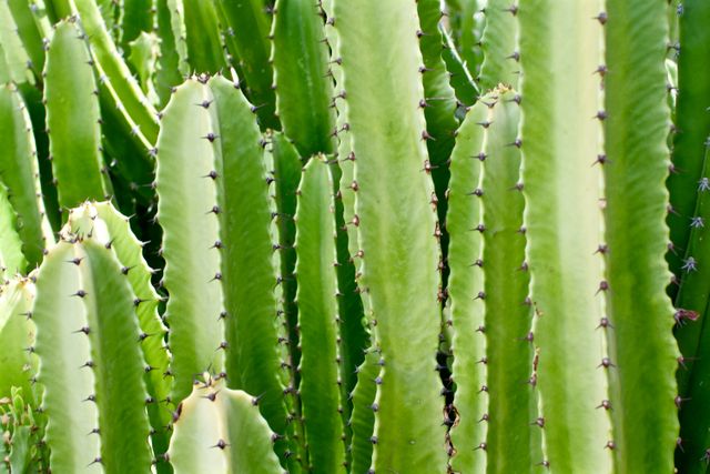 Asparagus Vegetable Plant - Download Free Stock Photos Pikwizard.com