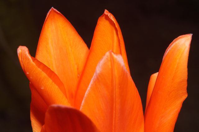 Orange Flower in Bloom - Download Free Stock Photos Pikwizard.com