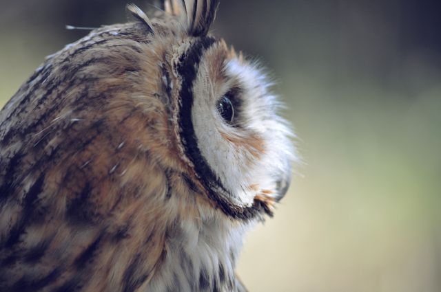 Owl looking away bird eye - Download Free Stock Photos Pikwizard.com