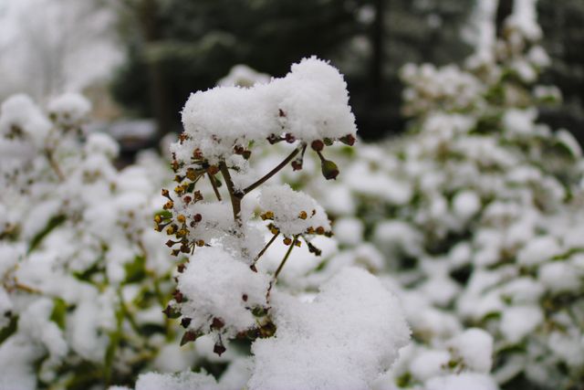 Snow Tree Winter - Download Free Stock Photos Pikwizard.com