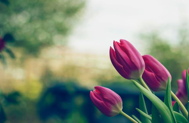 Close Up Photo of Pink Tulips - Download Free Stock Photos Pikwizard.com