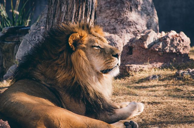 Lion Animal African - Download Free Stock Photos Pikwizard.com