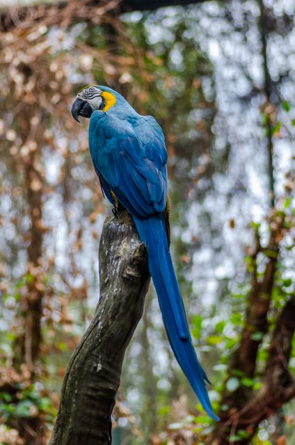 Blue Macaw on Tree Branch - Download Free Stock Photos Pikwizard.com