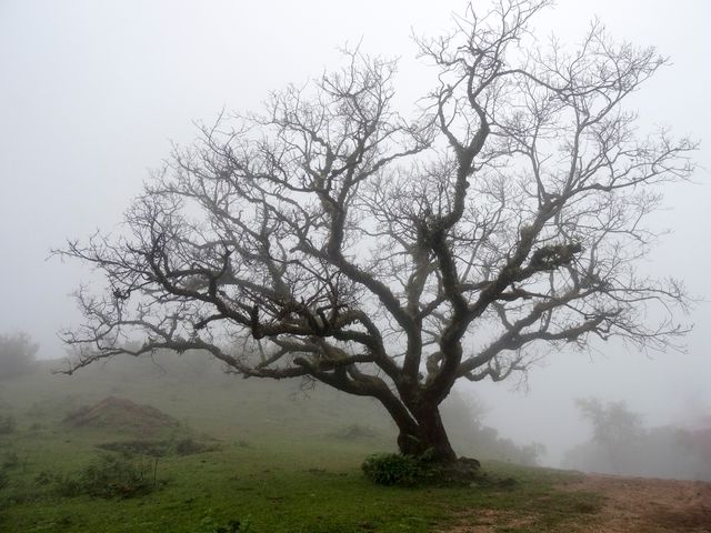 a tree on a foggy hill - Download Free Stock Photos Pikwizard.com